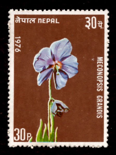 Nepal 1976 Meconopsis grandis Flowers 30p Scott.322 MNH