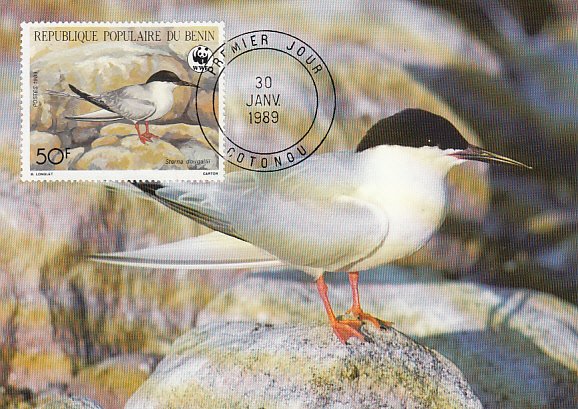 Benin 1989 Maxicard Sc #659 50fr Roseate tern WWF