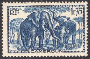 CAMEROUN SCOTT 247
