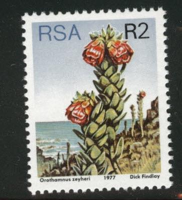 South Africa Scott 491a Flower  MNH** 1977 perf 14 CV$5.75