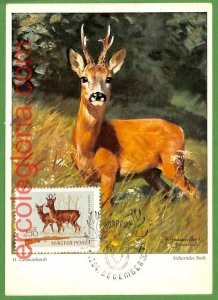 32194 - Hungary - MAXIMUM CARD - 1964 - ANIMALS Hunting DEER-