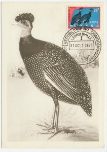 Maximum card Congo 1963 Bird - Guttera - Guinea fowl