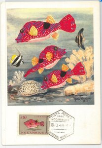 62891 -  MOZAMBIQUE  Moçambique  - POSTAL HISTORY: MAXIMUM CARD 1955 -  FISH