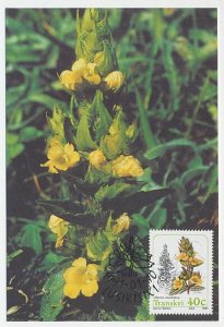 Maximum card Transkei 1991 Flower - Parasitic plant