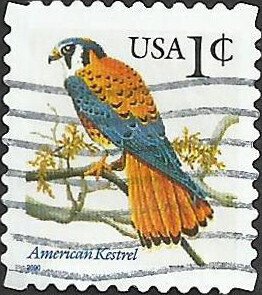 # 3031A USED AMERICAN KESTREL