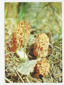 Postal stationery Belarus 1999 Mushroom