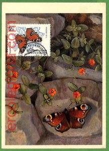 32392 - Mongolia - MAXIMUM CARD - Butterflies-