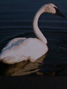 ​TONGA WILD ANIMALS-TRUMPETER SWAN MNH  IMPERF-S/S VF WE SHIP TO WORLD WIDE