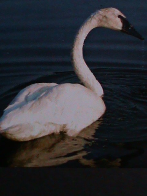 ​TONGA WILD ANIMALS-TRUMPETER SWAN MNH  IMPERF-S/S VF WE SHIP TO WORLD WIDE