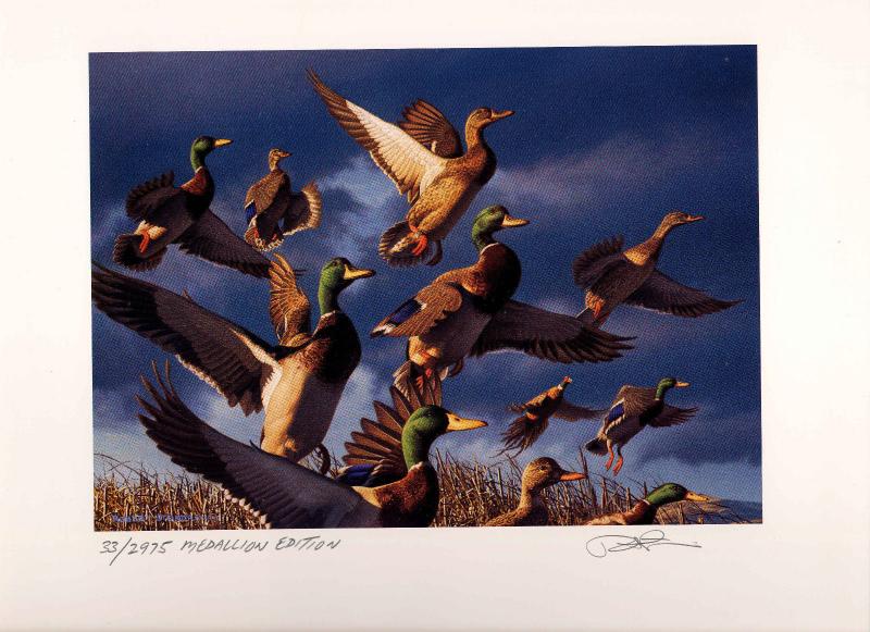 OREGON #17 2000 STATE DUCK STAMP PRINT Med Ed + 2 stamps by Robert Steiner