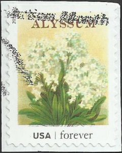# 4758 USED ALYSSUM
