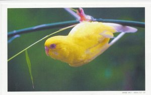 Postal stationery China 2000 Bird - Parakeet