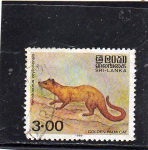 Sri Lanka Golden  Palm Cat used