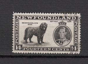 Newfoundland - 1937 14c Newfoundland Dog  Sc# 237 (9414)