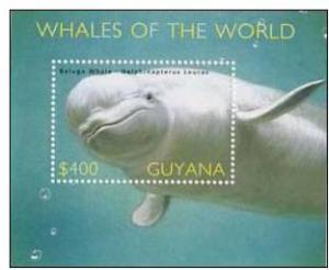 GUYANA SHEET MARINE LIFE WHALES