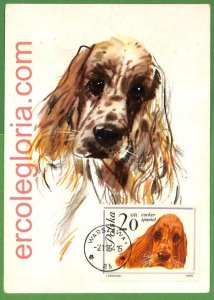 32366 - POLAND - MAXIMUM CARD - 1964 - ANIMALS, Dog Cocker spaniel-