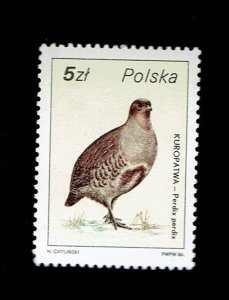 POLAND SCOTT#2719 1986 5zt GRAY PARTRIDGE BIRD - MNH