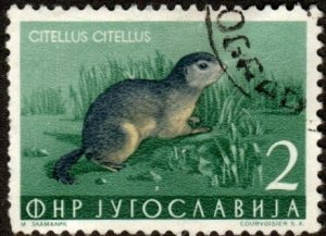 Yugoslavia 398 - Used - 2d Ground Squirrel (1954) +