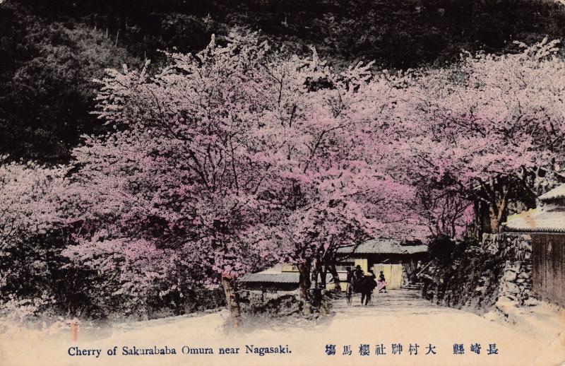 Japan 1911 View Card. Hand Colored Cherry of Sakurababa Omura Tourist Mail