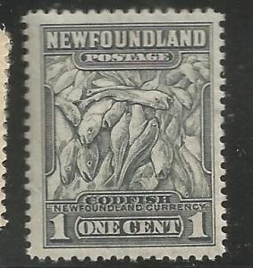 NEWFOUNDLAND 253, MNH, MEMORIAL UNIVERSITY