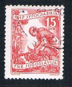 Yugoslavia 384 Used Gathering Sunflowers (BP16027)