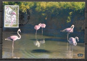 FRANCE STAMPS, 1996, MAXI CARD MC MAXIMUM CARD PINK FLAMINGO