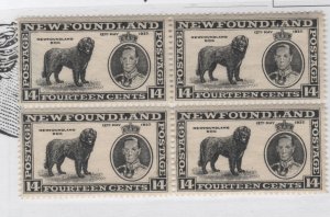 NEWFOUNDLAND #238 14 cent NF Dog Block of 4 F-VF never hinged