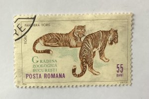 Romania 1964 Scott 1681  used - 55b, Bucharest zoo,  tigers