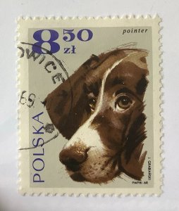 Poland 1969 Scott 1643 used - 8.50Zł, Dogs, Pointer