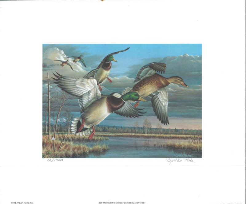 WASHINGTON #10 1995 STATE DUCK STAMP PRINT MALLARDS  by Cynthie Fisher