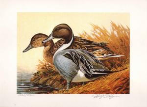 WISCONSIN #5 1982 STATE DUCK STAMP PRINT PINTAILS by William Koelpin