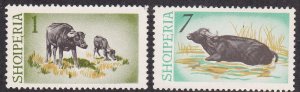 Albania # 796 & 799, Water Buffalo, NH, 1/3 Cat..