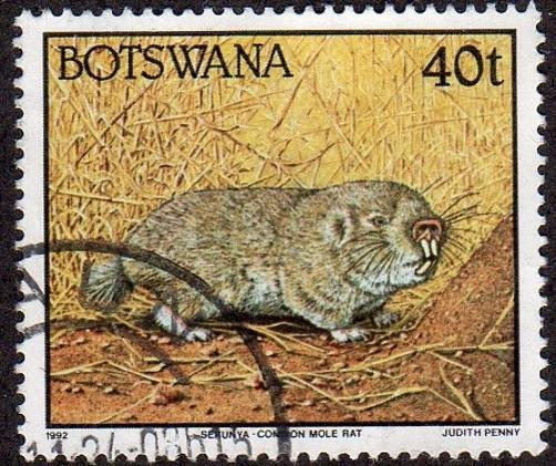 Botswana 528 - Used - 40t Common Mole Rat (1992) (cv $0.45) (1)