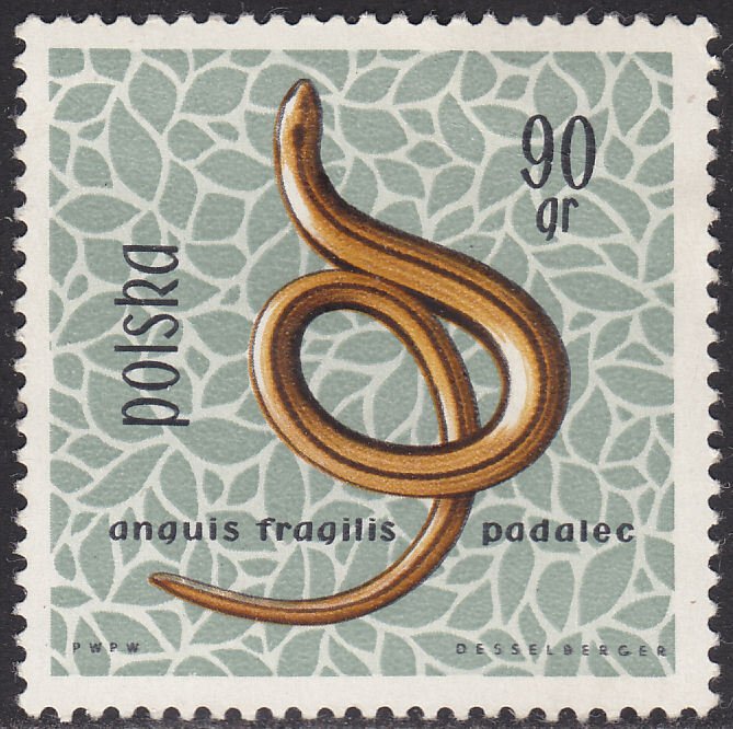 Poland 1138 Slow Worm 1963