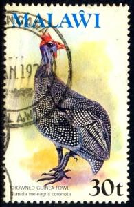 Bird, Helmeted Guinea Fowl, Malawi stamp SC#241 used