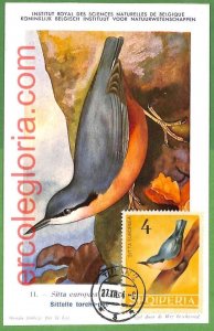 32919 - ALBANIA - MAXIMUM CARD - FAUNA, BIRDS-