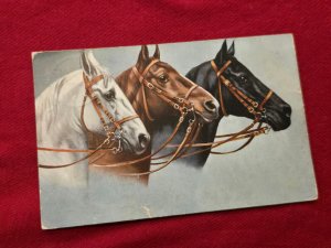 BEAUTIFUL HORSES EQUESTRIAN THOROUGHBREDS IMPERIAL GERMAN REICH Postcard 1911