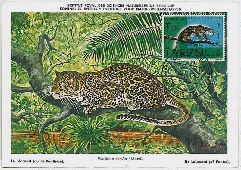 32179  MAXIMUM CARD - POSTAL HISTORY - Somalia: Panther,   Wild Animals, 1961