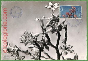 32433 - Somalia - MAXIMUM CARD - 1955 - Flowers-