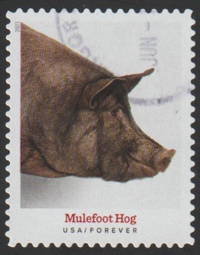 SC# 5583 - (55c) - Heritage Breeds Mulefoot Hog - 1/10 - Used Single