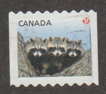 2506 Racoons