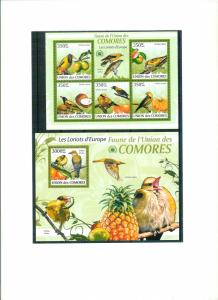 COMORES 2009 - BIRDS - LES LORIOTS