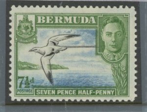 Bermuda #121D
