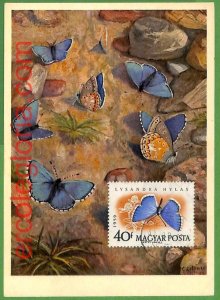 32414 - Hungary - MAXIMUM CARD - Butterflies-