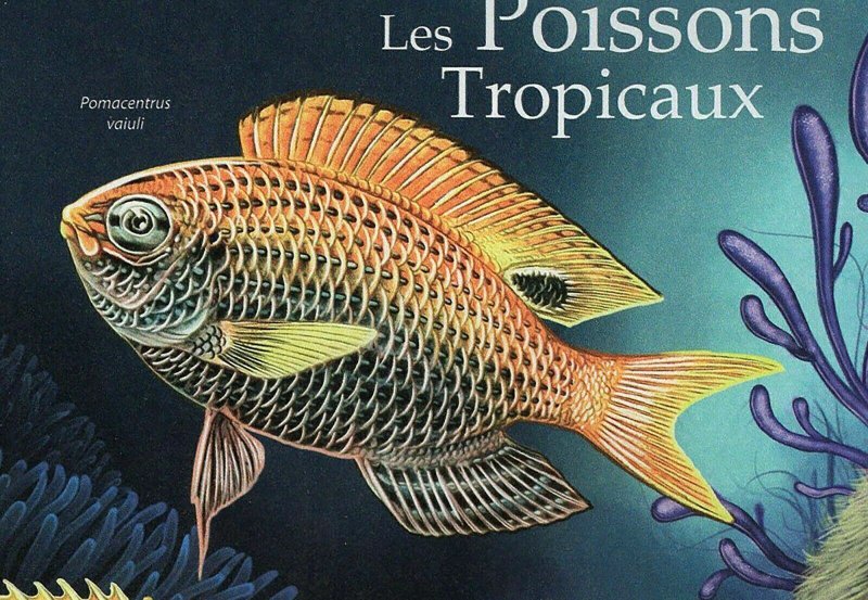 Tropical Fish Stamp Pomacentrus Pavo Abudefduf Leucopomus S/S MNH #4200/Bl.1053