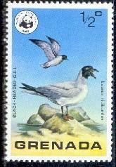 Bird, Black-headed Gulls, Grenada stamp SC#849 MNH