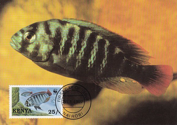 Kenya 1997 Maxicard Sc #706 25sh Crimson-tailed Scraper cichlid WWF