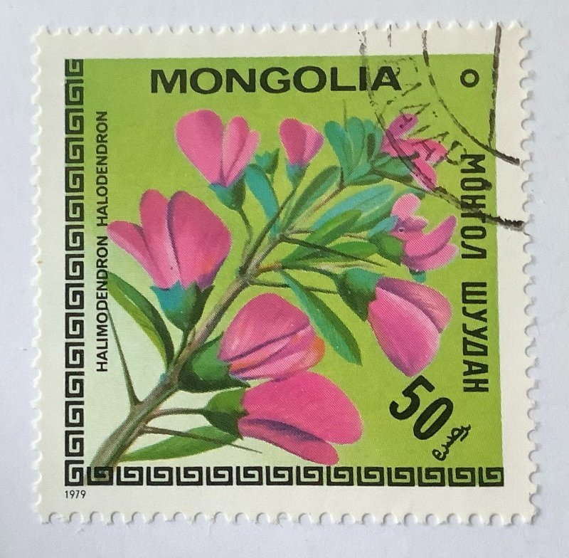 Mongolia 1979 Scott 1057 CTO - 50m, flowers, Halimodendron halodendron