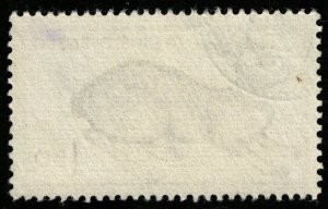 Animal Hare (T-5172)