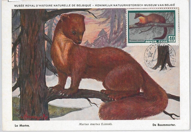 52592 - RUSSIA РОССИ  - POSTAL HISTORY: MAXIMUM CARD - ANIMALS-